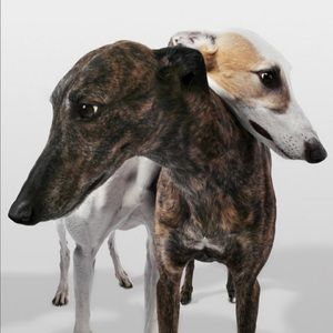 Meet your Posher, Isabella